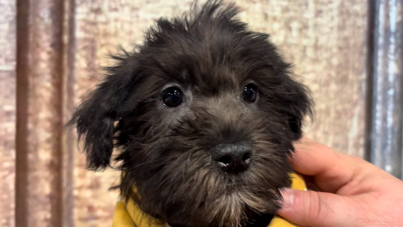 Teacup Shihpoo M 4857