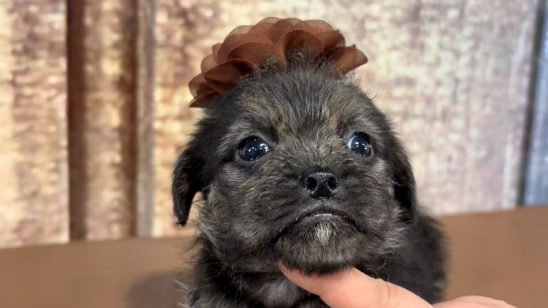 Teacup Morkiepoo F 4912