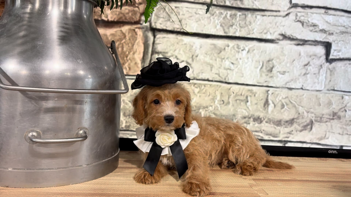 Maltipoo F 4976