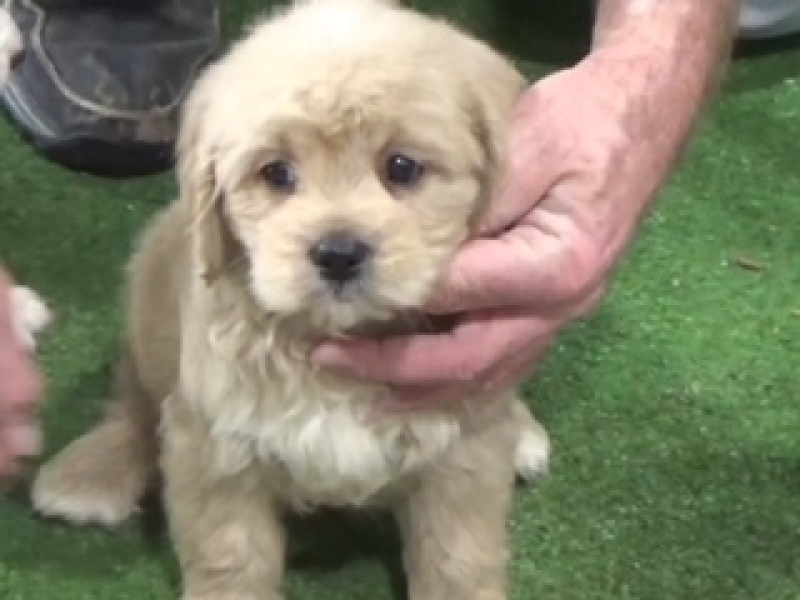 24/33lbs F1B Goldendoodle Male 5622, ready 12-23-23!