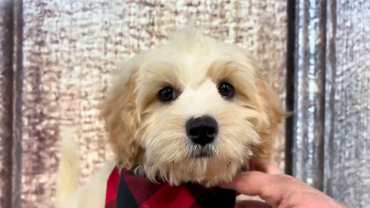 Cavapoo M 5138