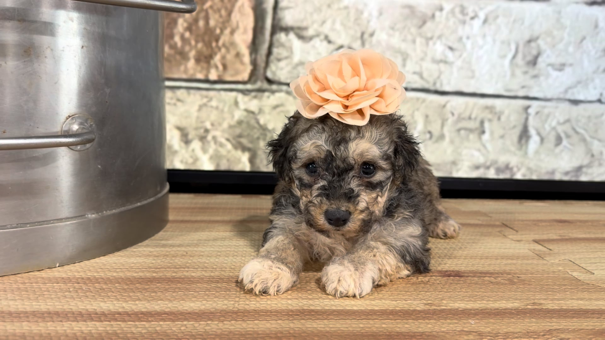 Maltipoo F 4873