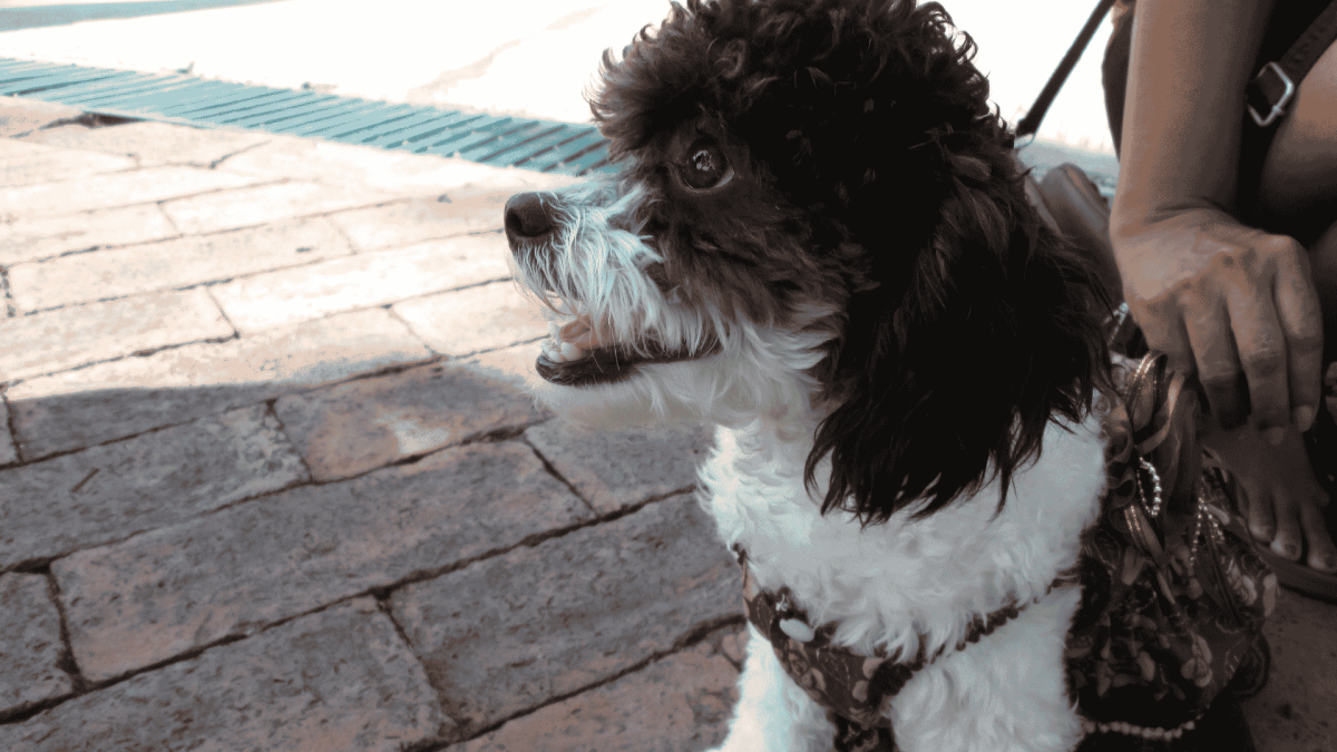What Is a Poogle? The Complete Guide to the Beagle-Poodle Mix