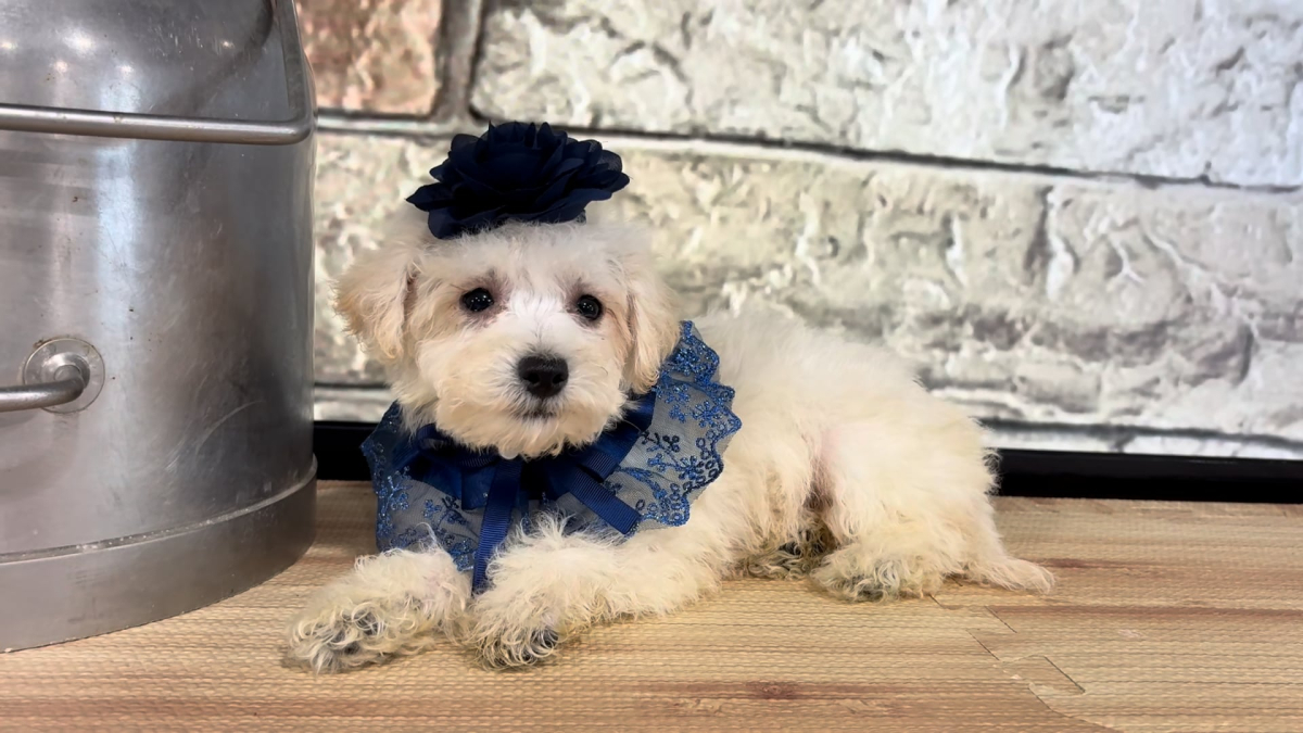 Maltipoo F 4961