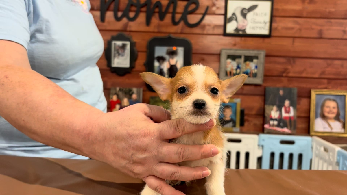 Yorkiepoo M 4897