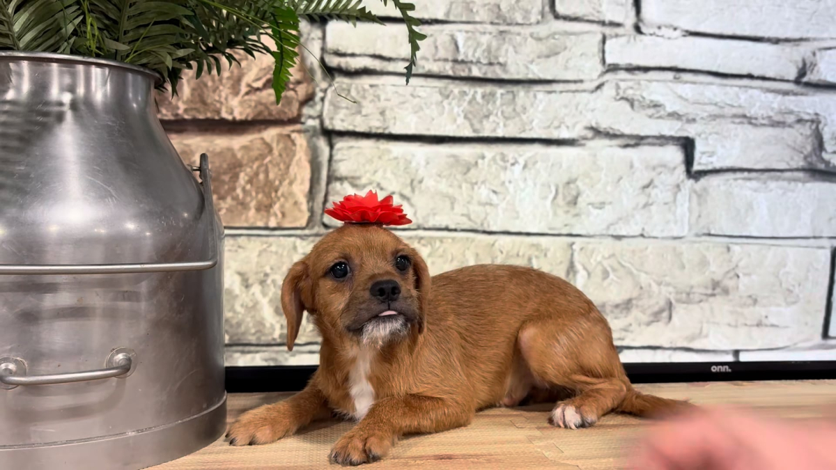 Poogle (Poodle X Puggle) F 4958
