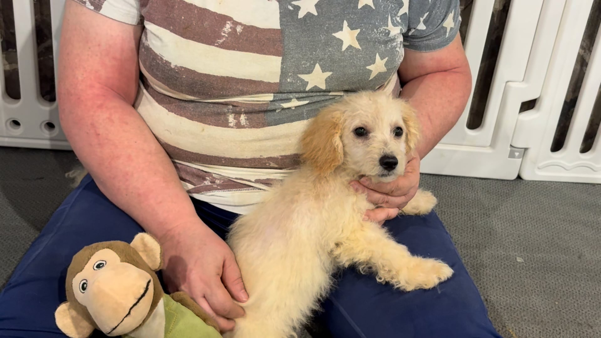 Cavapoo F 4887