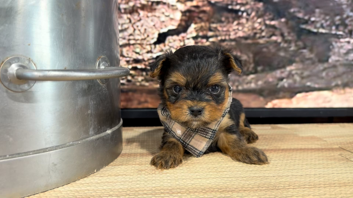 Yorkiepoo M 9400