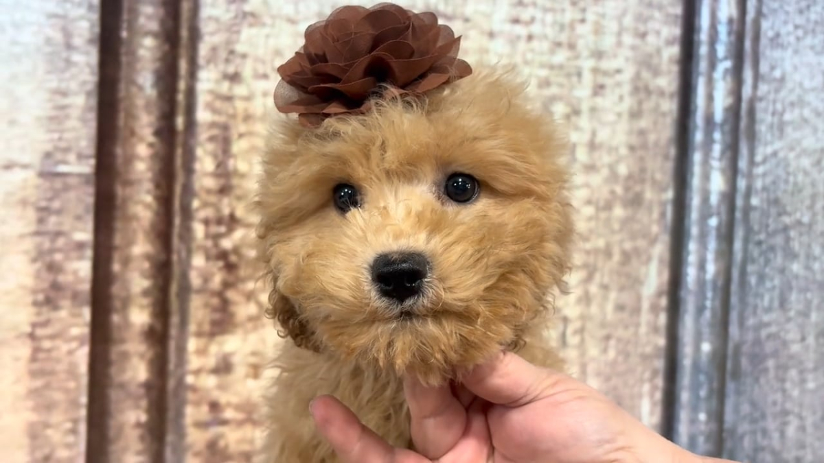 Teacup Cavamoo F 5029