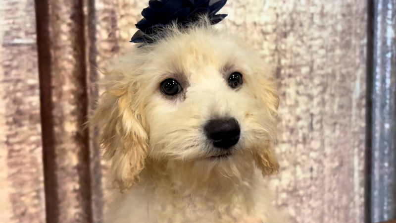 Maltipoo F 5129