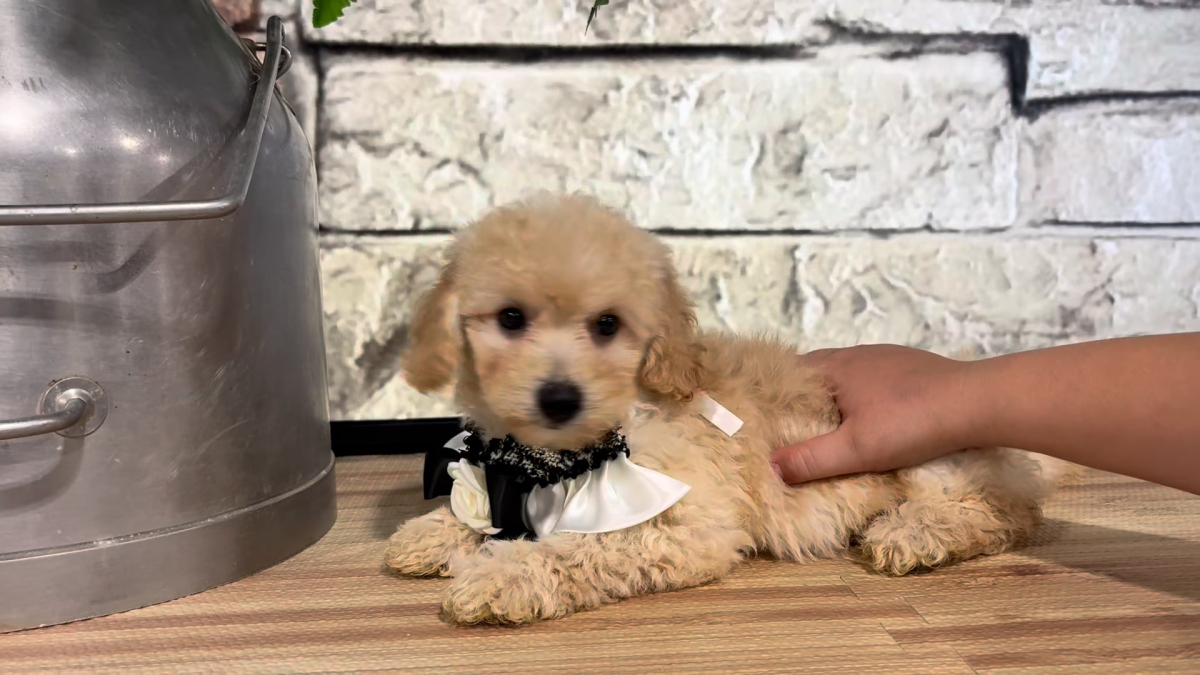 Maltipoo F 4718
