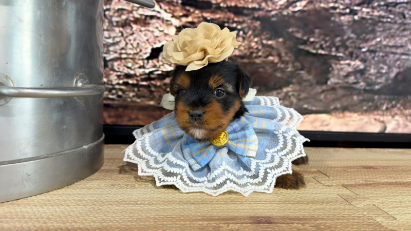 Yorkshire Terrier F 9288