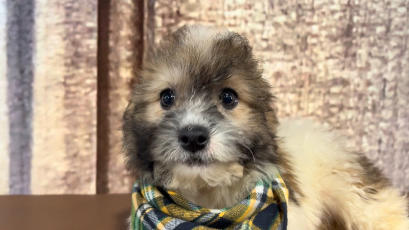 Teacup Teddy Bear M 4952