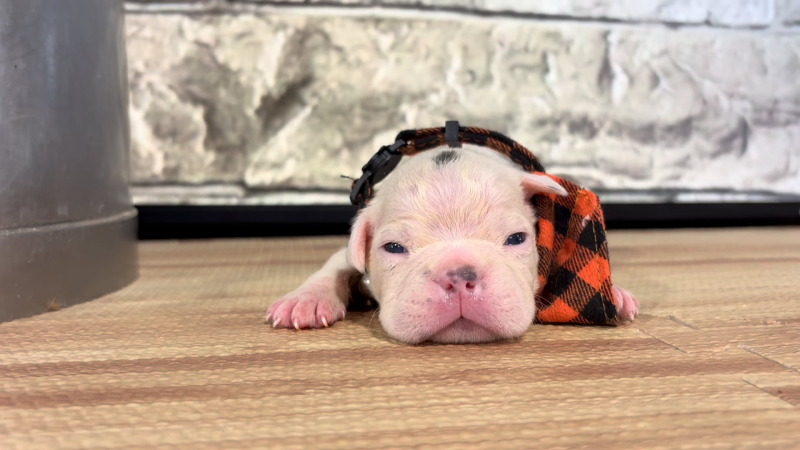 English Frenchie M 4880