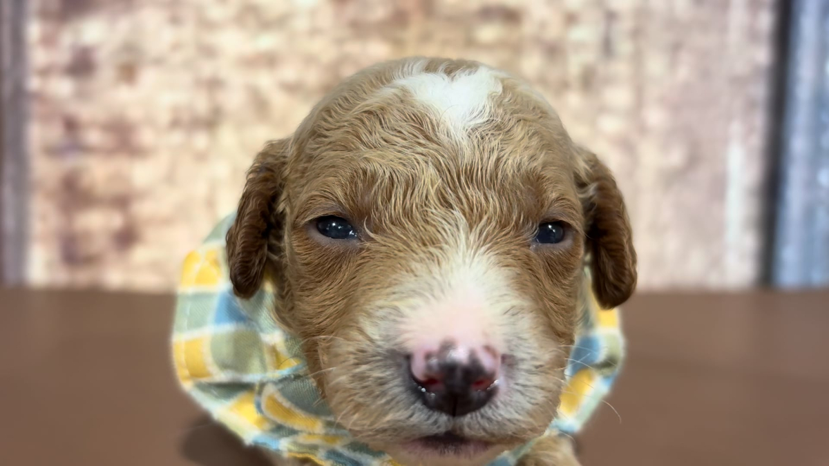 Mini Goldendoodle F1B M 4909