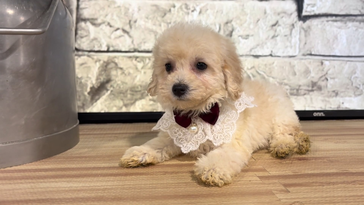Maltipoo F 4715