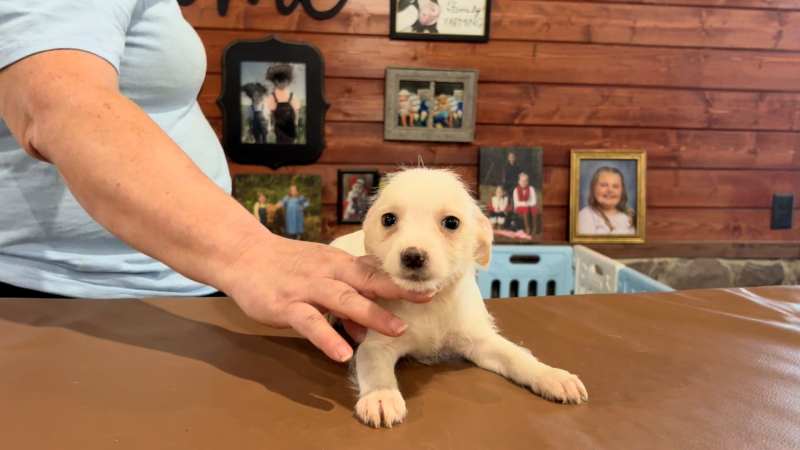 Yorkiepoo F 4884