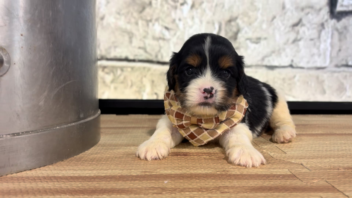 Cavapoo M 4864