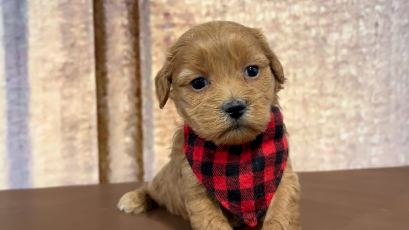 Maltipoo Red Male 5050