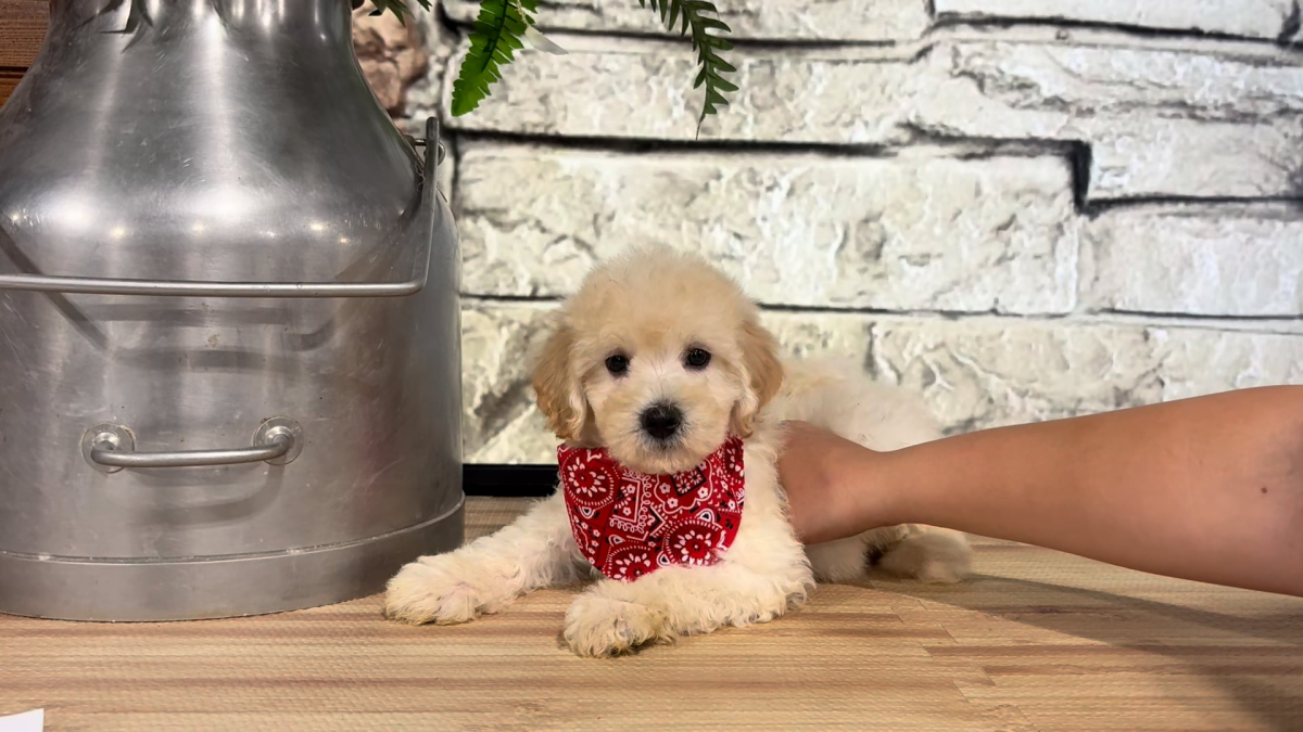 Maltipoo M 4717