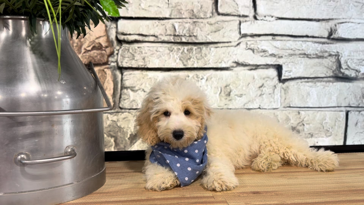 Teddy Bear M 4970