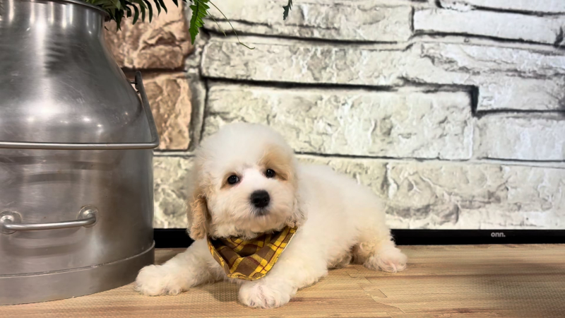 Teddy Bear M 4970