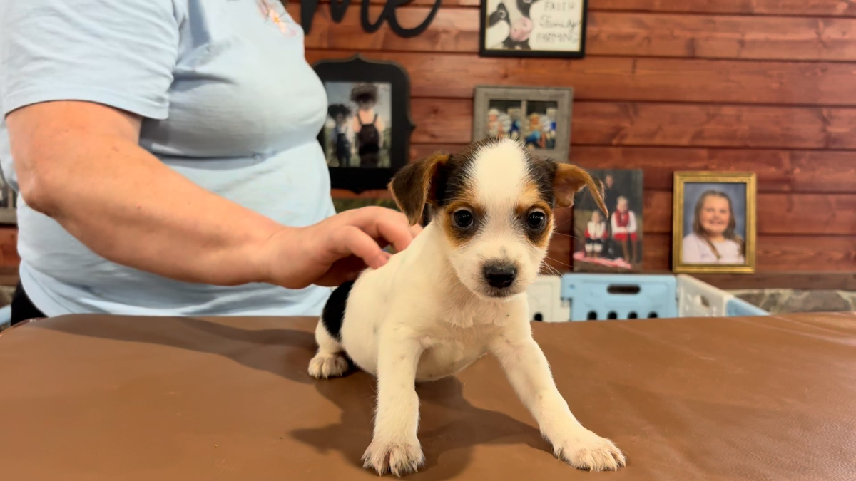 Yorkiepoo M 4895