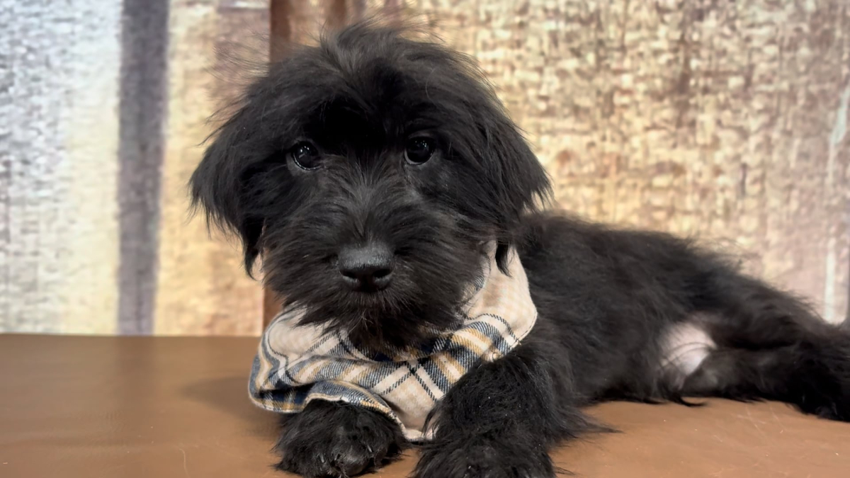 Shihpoo M 4858