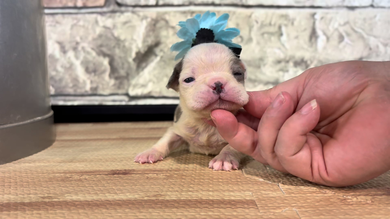 English Frenchie F 4869