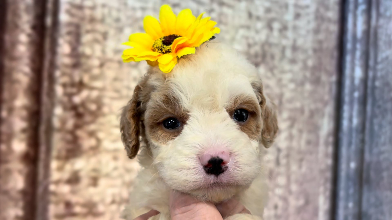 Mini Goldendoodle F1B Funny Face F 4904