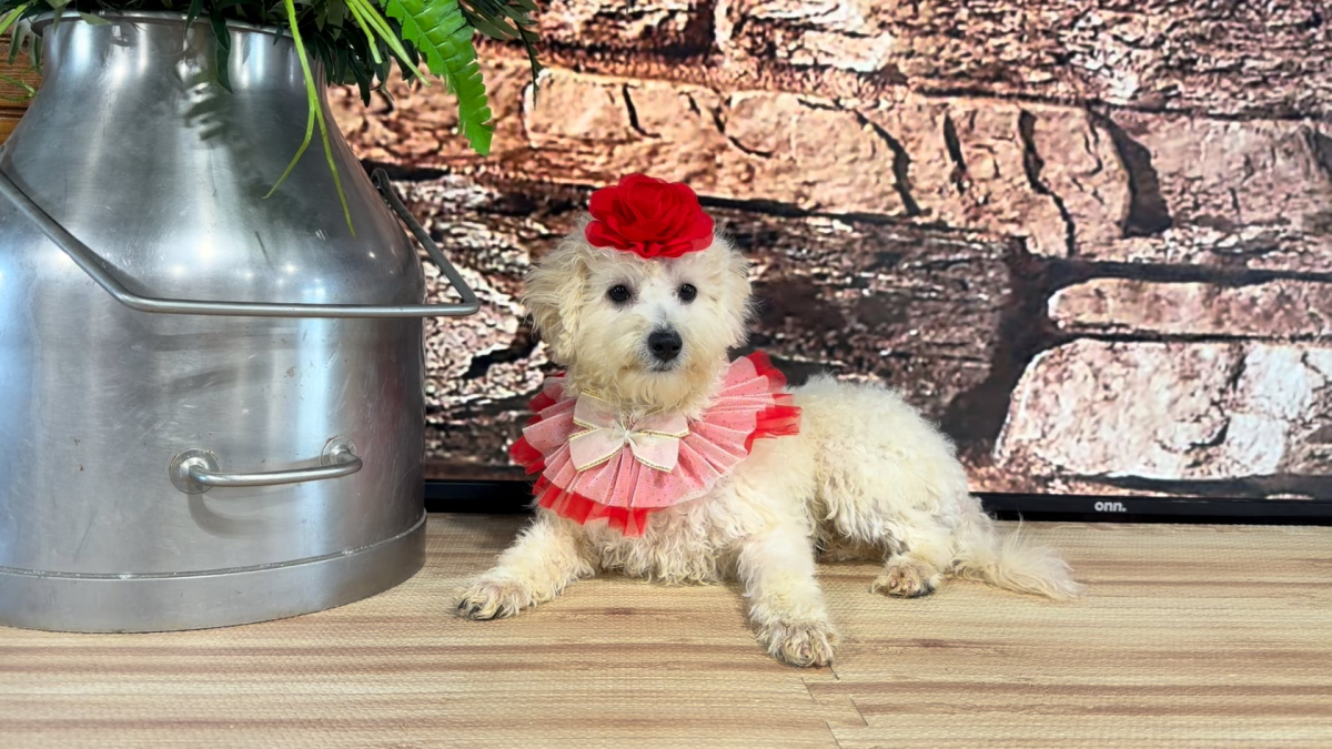 Maltipoo F 4720