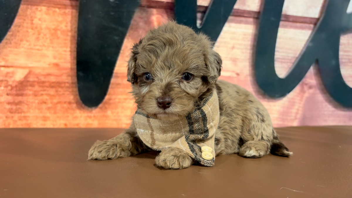 Mini Goldendoodle M 4775