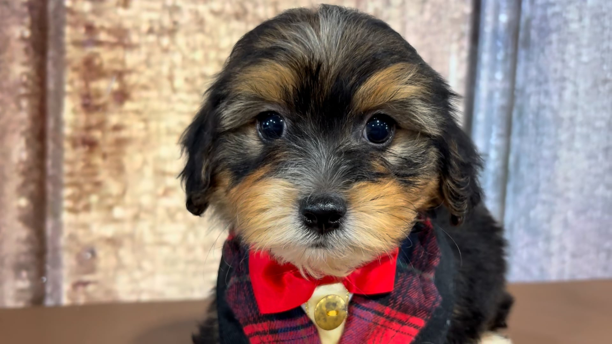 Teacup Morkiepoo M 4957