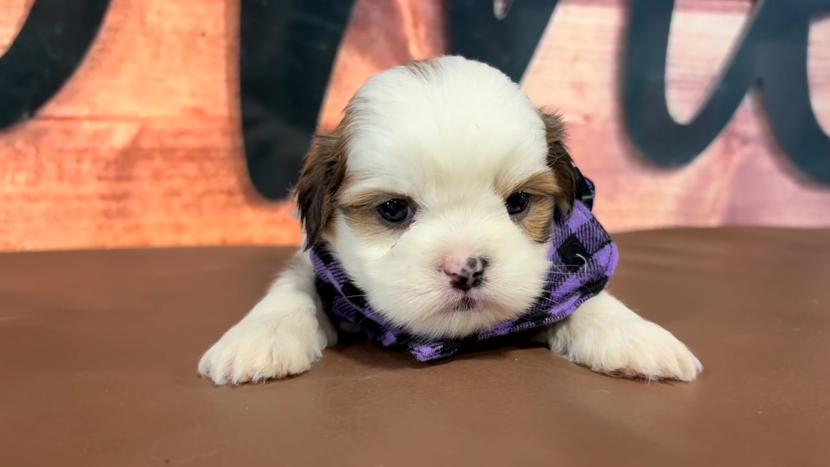 Shih Tzu M 5058