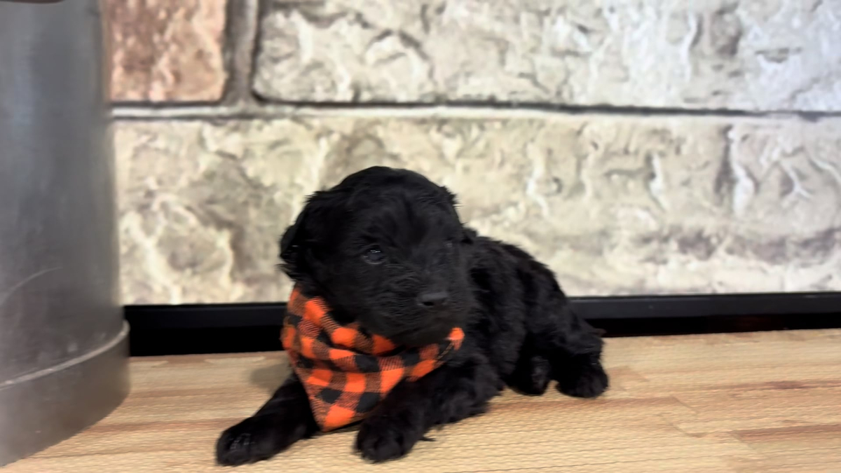 Maltipoo M 4782