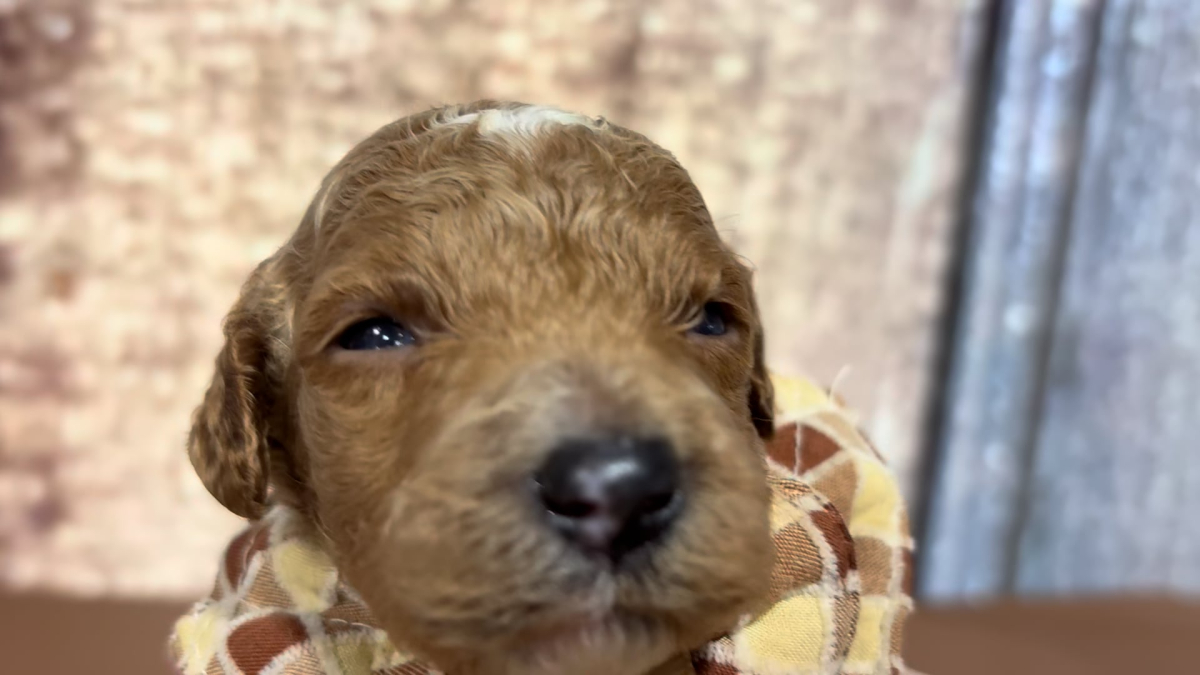 Mini Goldendoodle F1B M 4905