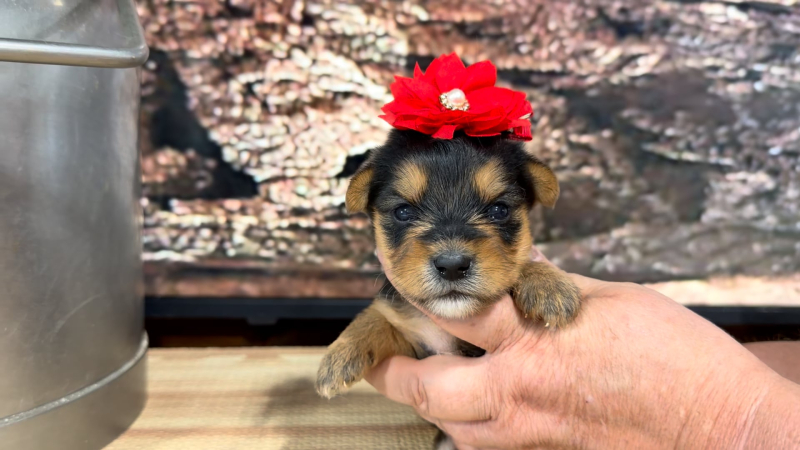 Yorkiepoo F 9388