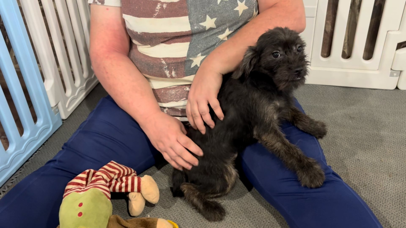 Shihpoogle F 5125