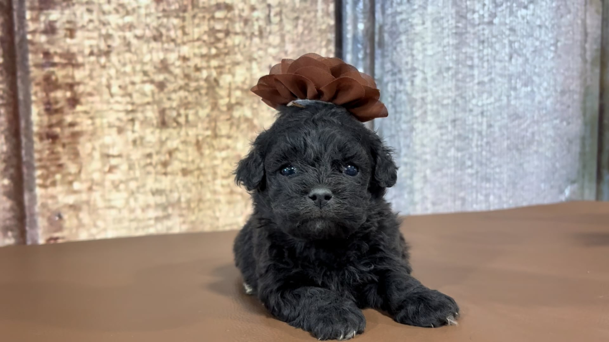 Teacup Maltipoo F 4951
