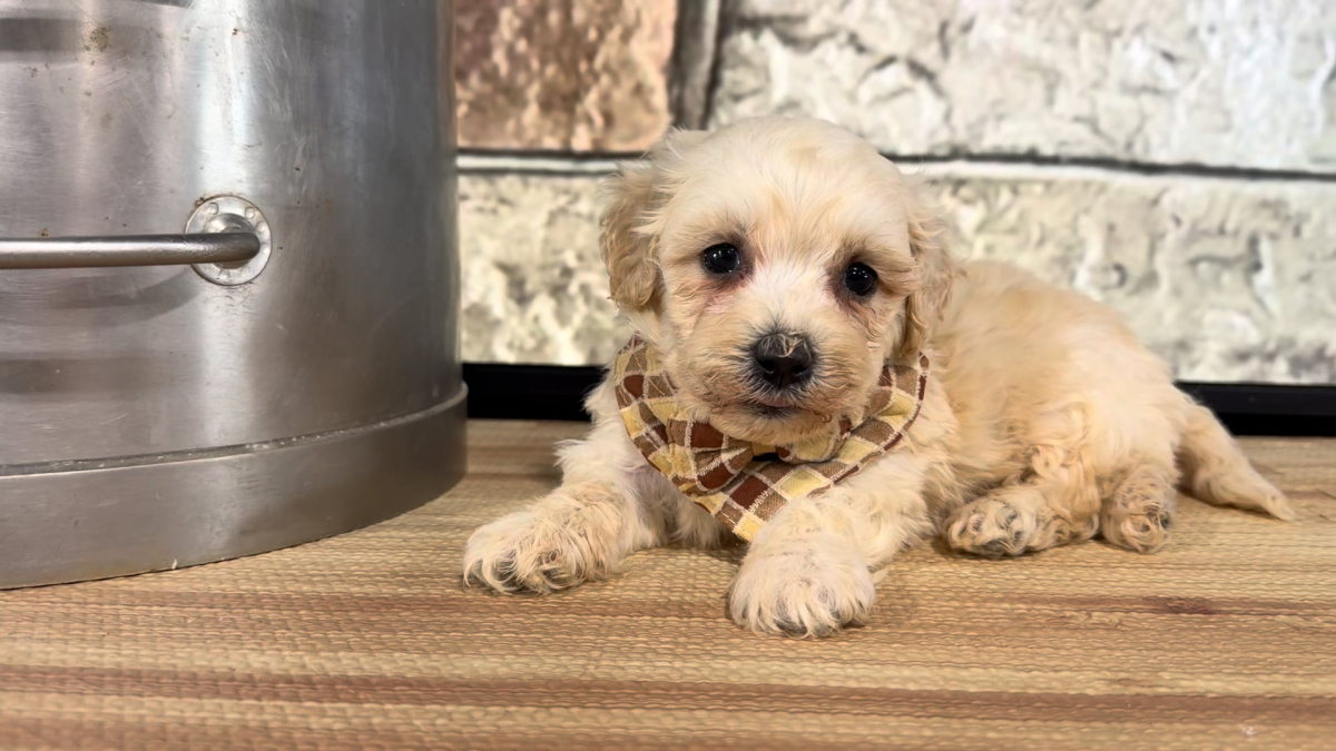 Maltipoo M 4865