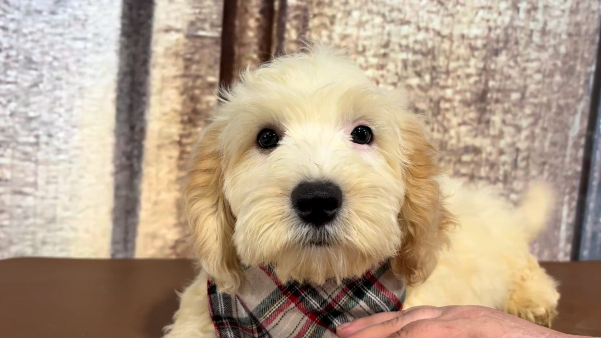 Cavapoo M 5140