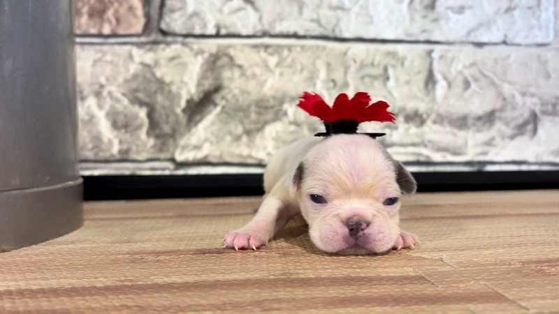 English Frenchie F 4862