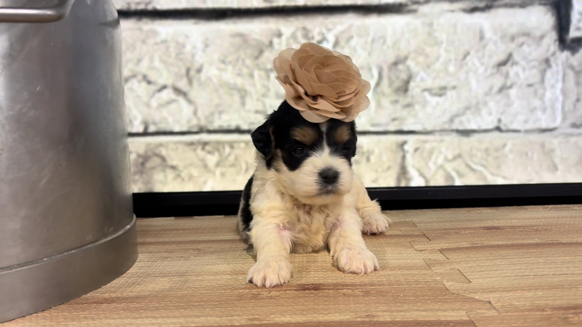 Cavapoo F 4871