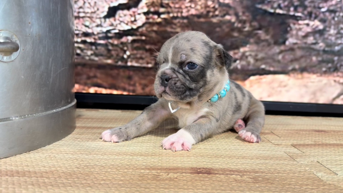 French Puggle F 8855