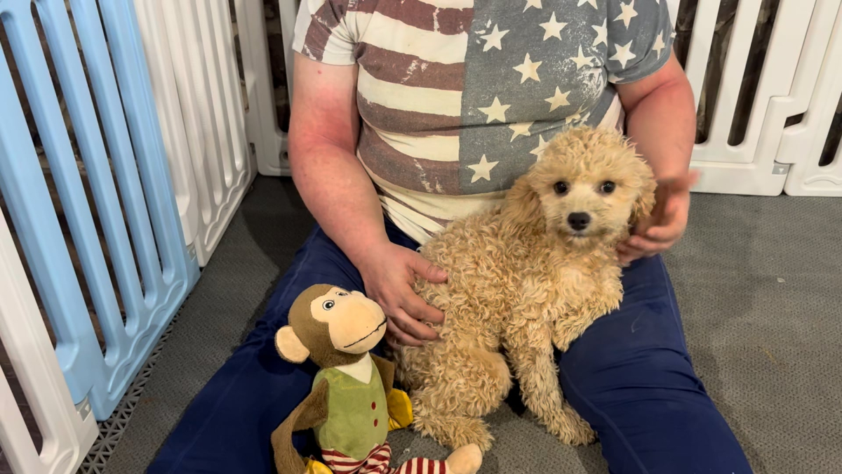 Teddypoo F 5038