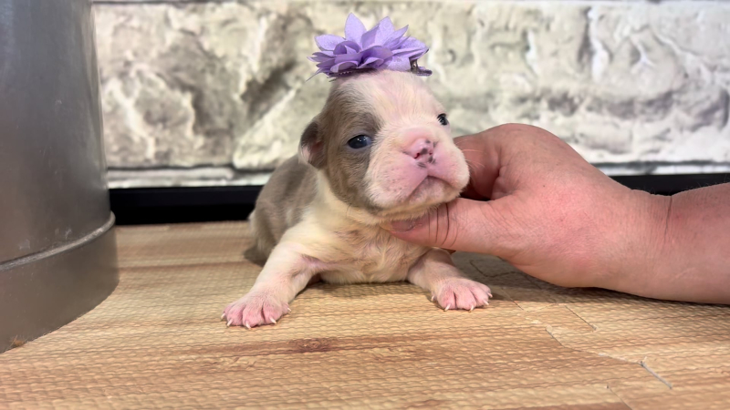English Frenchie F 4861