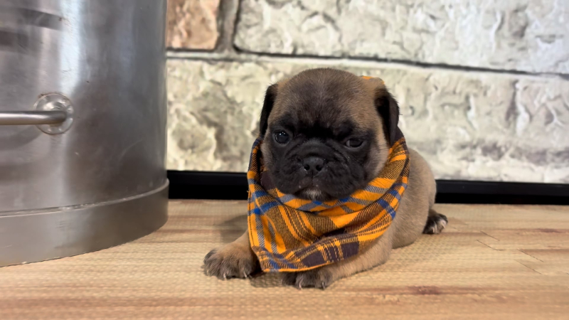Puggle M 4791