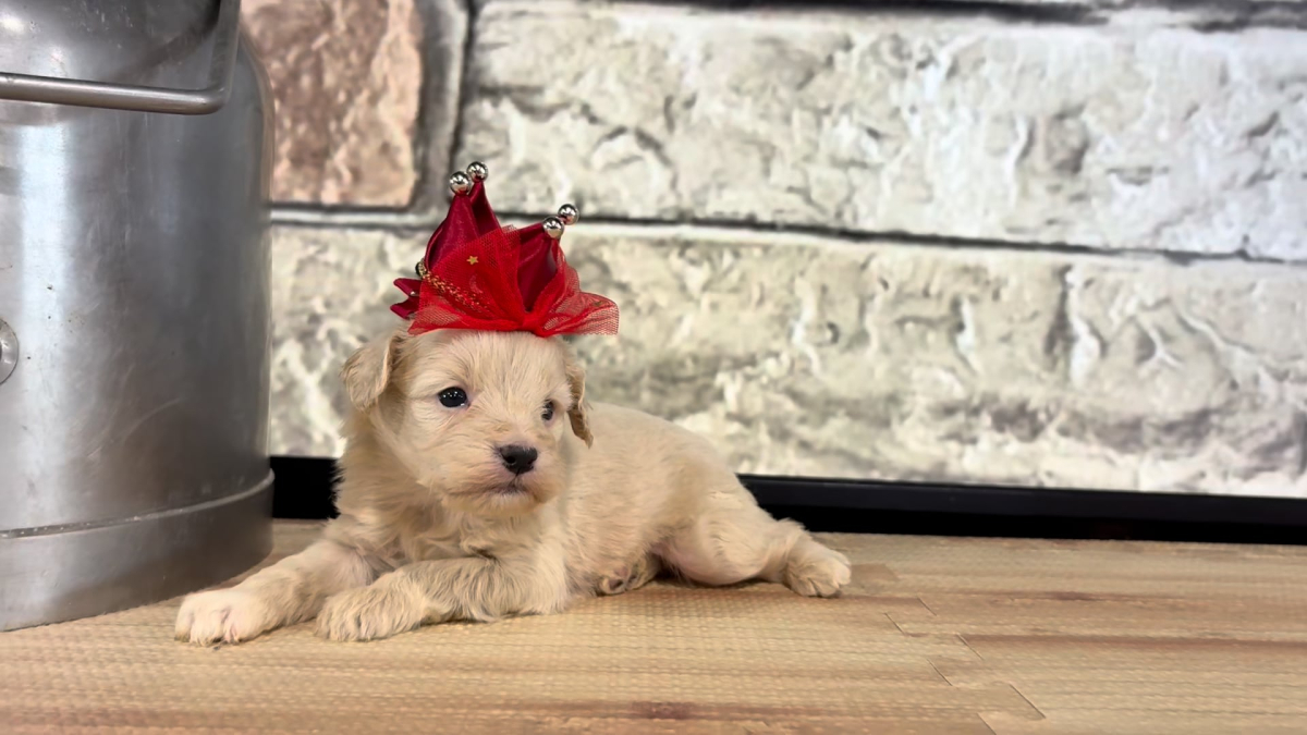 Maltipoo F 4783