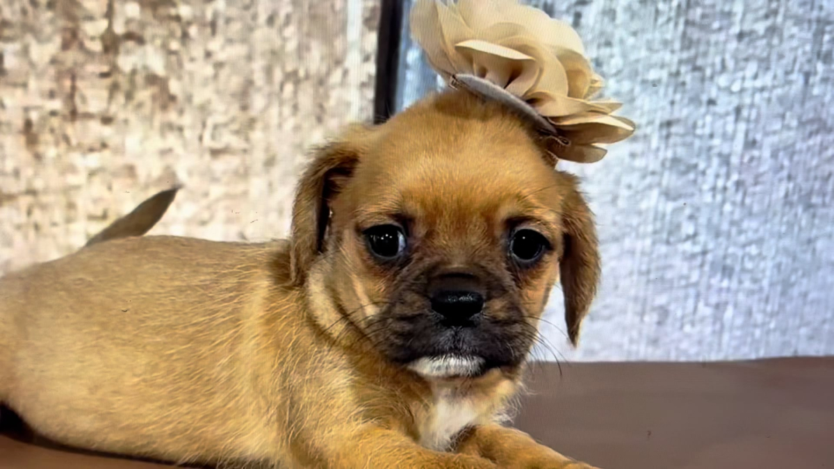 Poogle (Poodle X Puggle) F 4958