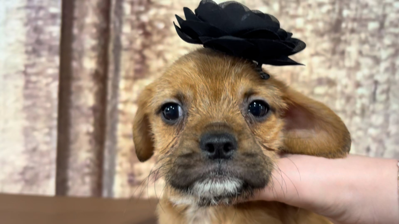 Poogle (Poodle X Puggle) F 4958